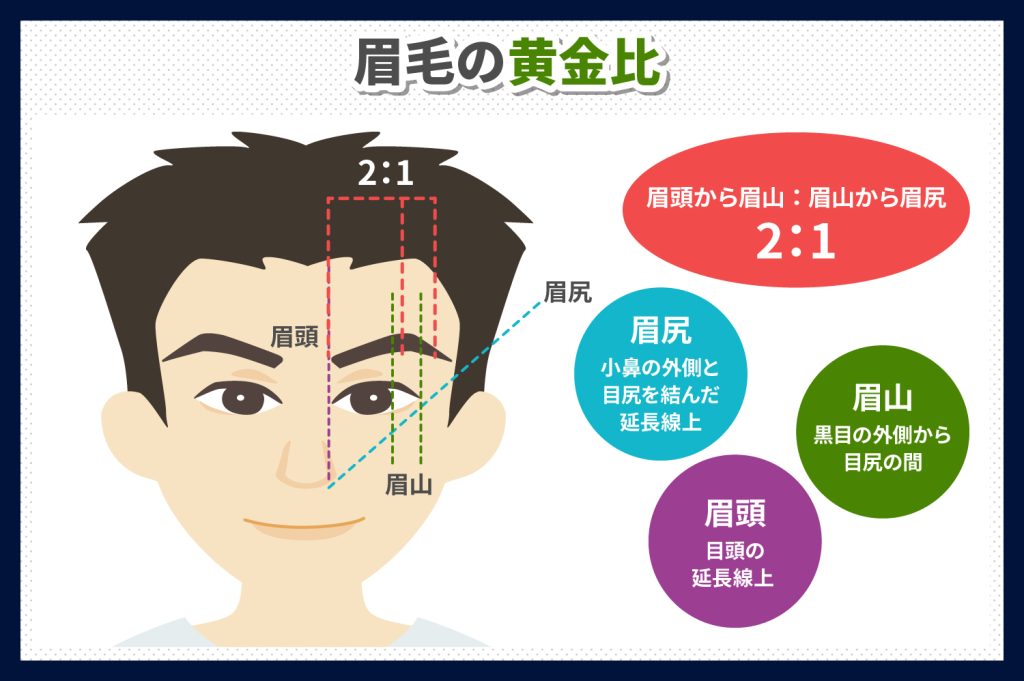 一般的な

眉毛の黄金比とは？